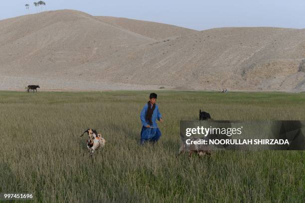 In this photograph taken on July 12 a young Afghan shepherd walks with his goats in Jalalabad.