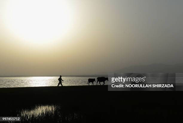 In this photograph taken on July 12 an Afghan youth walk with his cattle during sunset on a river bank in Jalalabad.