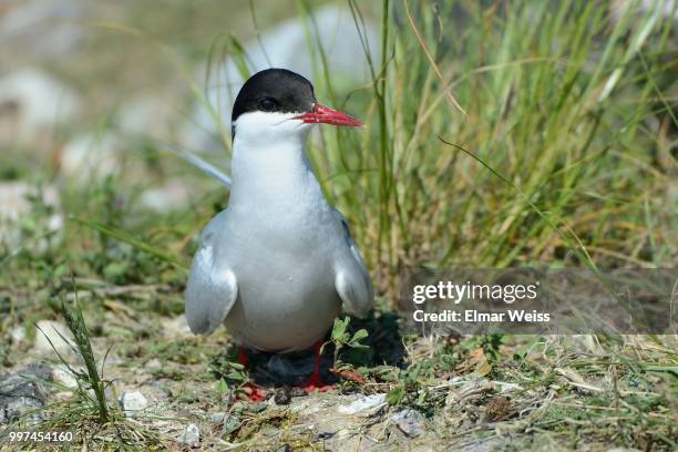 arctic tern - charadriiformes stock pictures, royalty-free photos & images