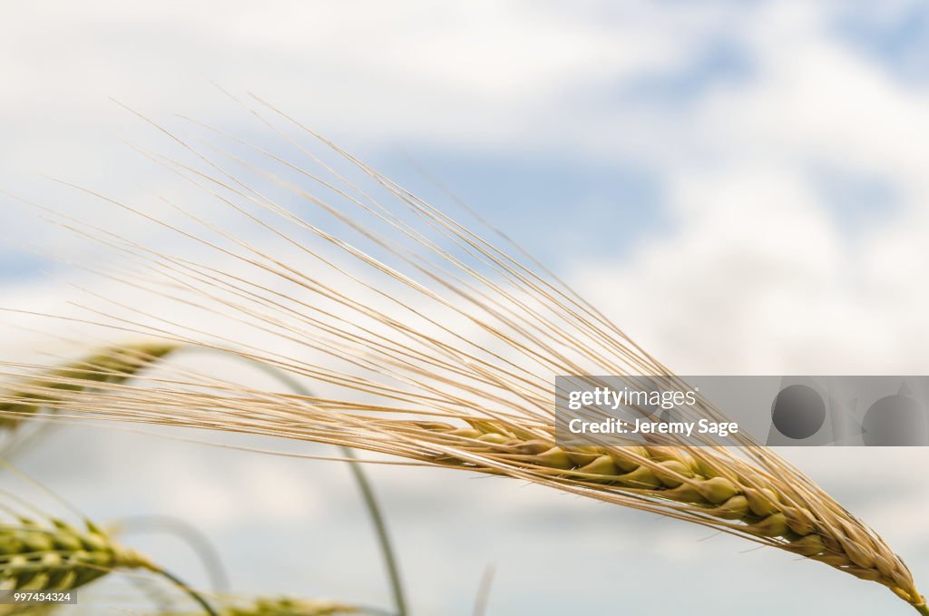 Barley