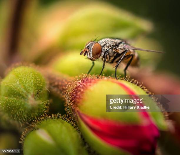close up of fly on flower - fruit flies stock pictures, royalty-free photos & images