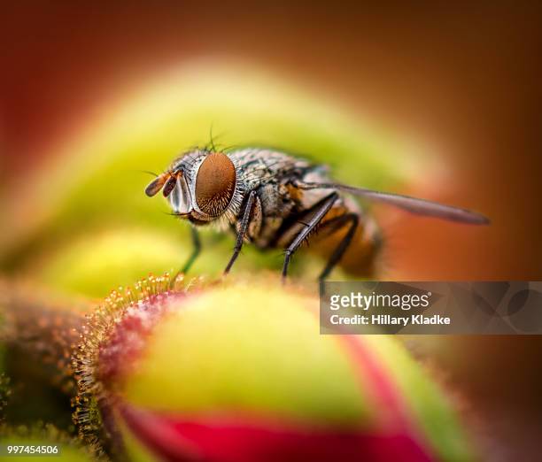 close up of fly on flower - fruit flies stock pictures, royalty-free photos & images