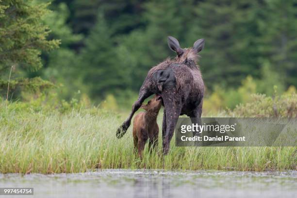 nursing moose... - daniel elk stock pictures, royalty-free photos & images