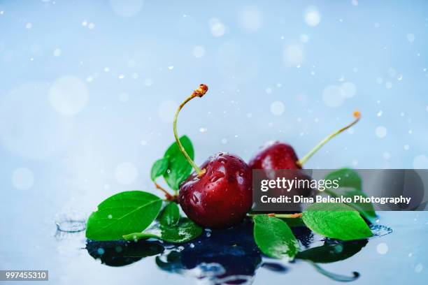 ripe cherries with green leaves in a harvest concept with copy space. autumn rain still life on a light wet background with water drops. - ハバロフスク地方 ストックフォトと画像