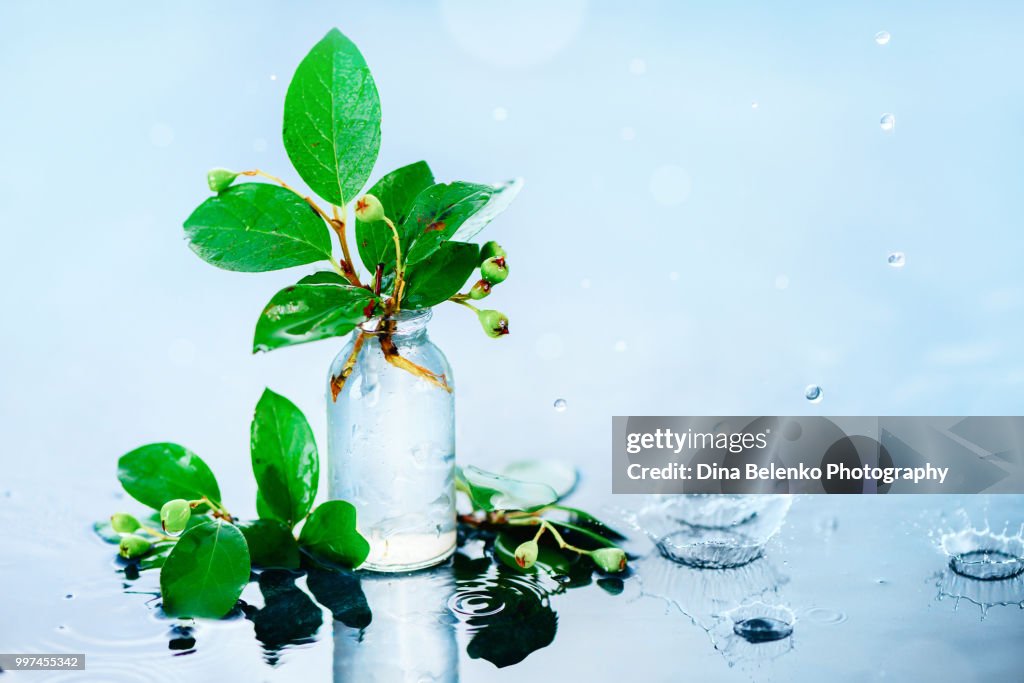 Green leaves in a glass bottle on a light wet background. Spring rain concept with copy space. Rainy still life with water drops and bokeh in high key