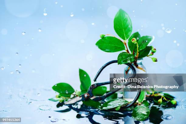 green leaves in a glass bottle with gardening scissors on a light wet background. spring rain concept with copy space. rainy still life with water drops and bokeh in high key - khabarovsk krai stockfoto's en -beelden