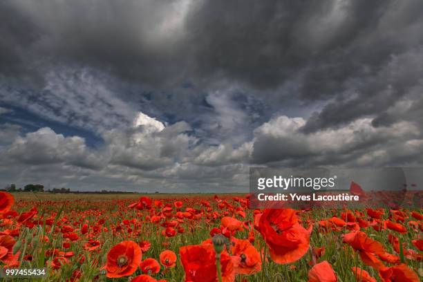 poppies and poppies and poppies... - coquelicot stock-fotos und bilder