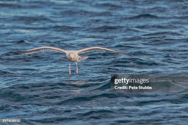 landing gull - stubbs stock pictures, royalty-free photos & images