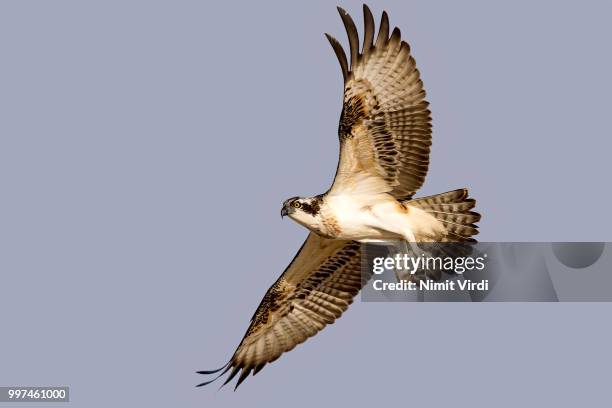20 Osprey Wingspan Stock Photos, High-Res Pictures, and Images - Getty  Images