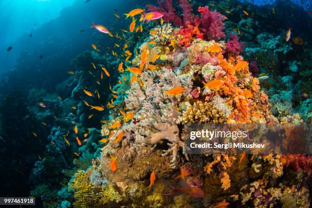 coral garden - jewel fairy basslet stock pictures, royalty-free photos & images