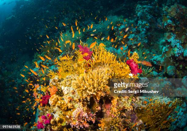 coral garden - jewel fairy basslet stock pictures, royalty-free photos & images