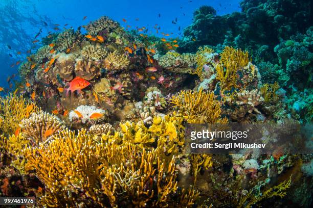 coral garden - basslet stock pictures, royalty-free photos & images