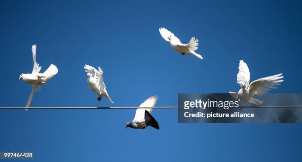 July 2018, Germany, Pfedelbach: Five pigeons taking off from a power line into a blue sky. Photo: Sebastian Gollnow/dpa
