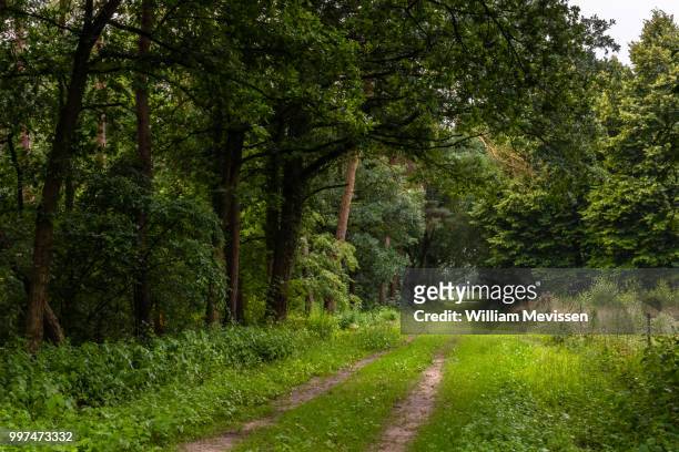 path out of the woods - william mevissen stock pictures, royalty-free photos & images