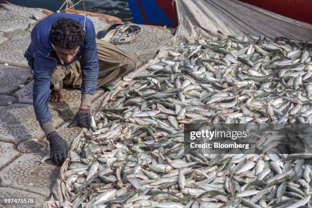 Fisherman sorts through a catch at the harbor in Gwadar, Balochistan, Pakistan, on Tuesday, July 4, 2018. What used to be a small fishing town on the...
