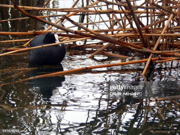 Hiding High-Res Stock Photo
