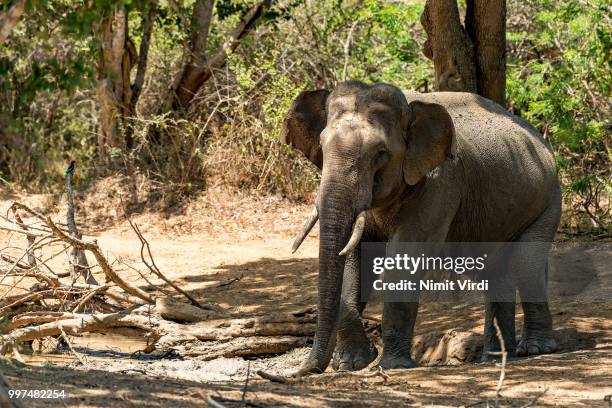 tusker shade - tusker stock pictures, royalty-free photos & images