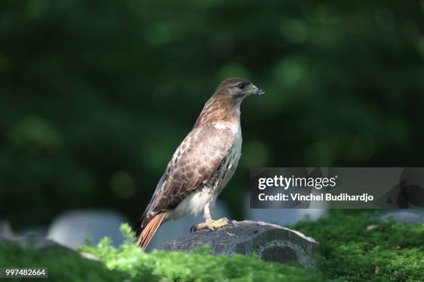 red-tailed hawk - sparrow hawk - fotografias e filmes do acervo