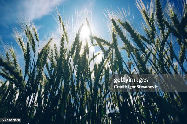 low angle view of retro toned wheat field against sun - low angle view of wheat growing on field against sky fotografías e im�ágenes de stock
