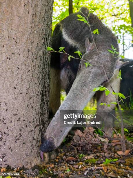 antkiller - giant anteater stock pictures, royalty-free photos & images