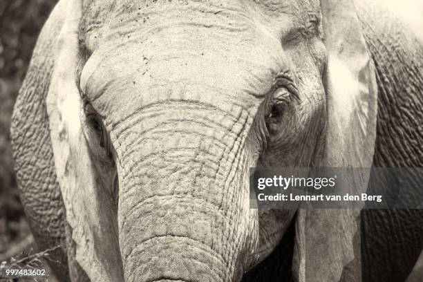 elephant in black and white - white elephant - fotografias e filmes do acervo