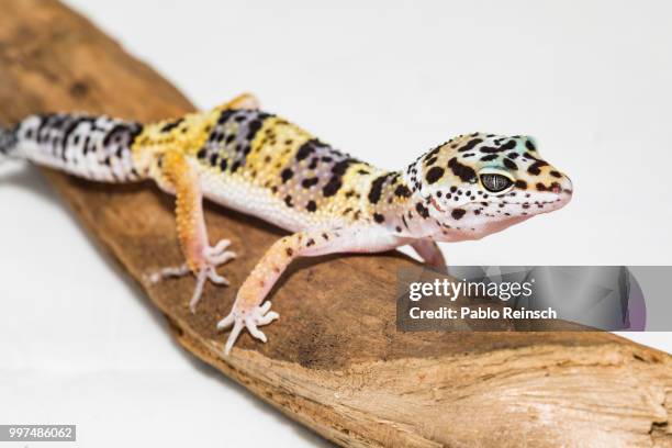 little leopard... - gecko leopard stockfoto's en -beelden