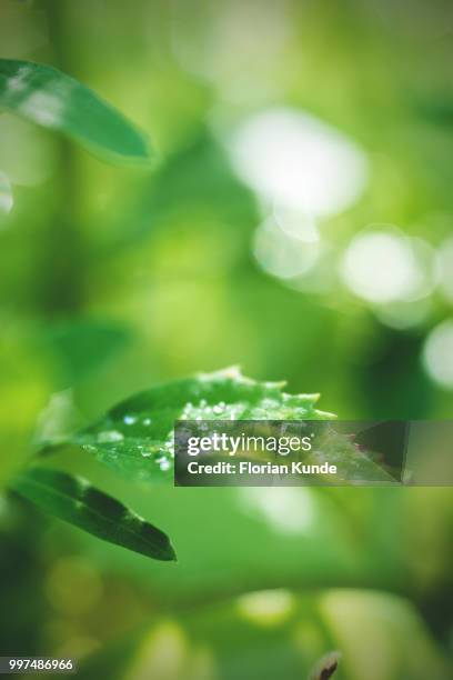 sparkling leaf - kunde stock pictures, royalty-free photos & images