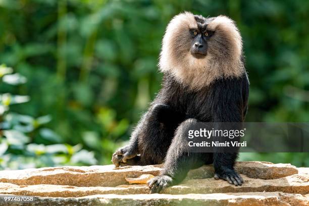 lion-tailed macaque dazed - macaco coda di leone foto e immagini stock