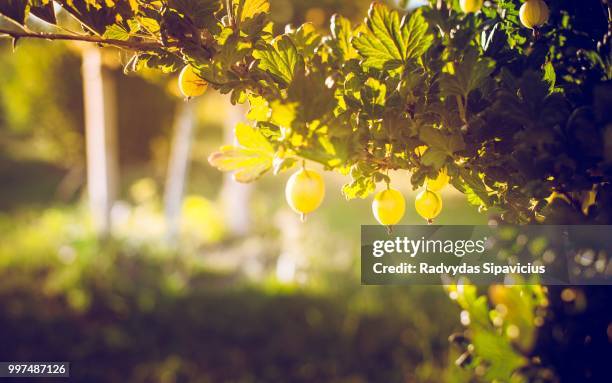 gooseberry bush - gooseberry - fotografias e filmes do acervo