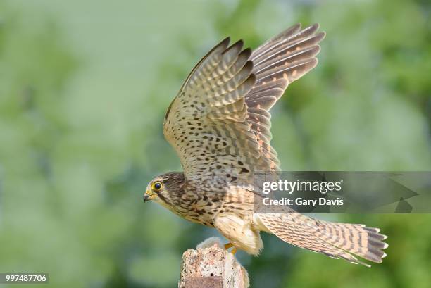 Kestrel Rear View 1,480 Kestrel View Stock Photos, High-Res Pictures, and Images - Getty ...