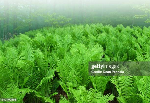 sensitive ferns in fog - polypodiaceae stock pictures, royalty-free photos & images
