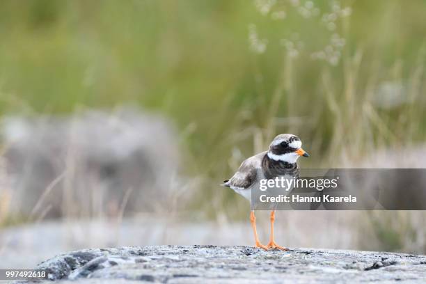 common ringed plover - charadriiformes stock pictures, royalty-free photos & images