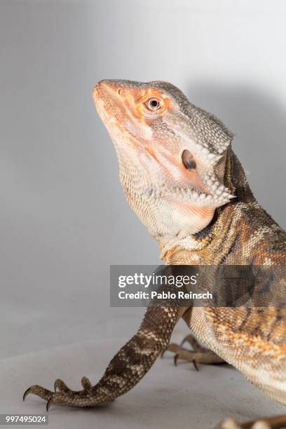 modeling. - agama family stock pictures, royalty-free photos & images