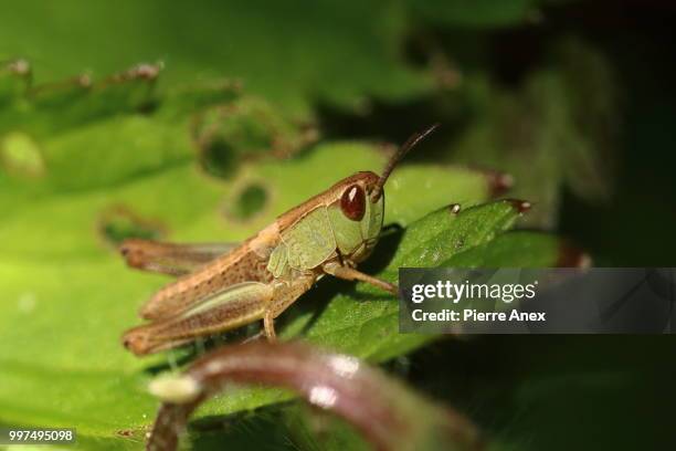 nymph... - grasshopper nymph stock pictures, royalty-free photos & images