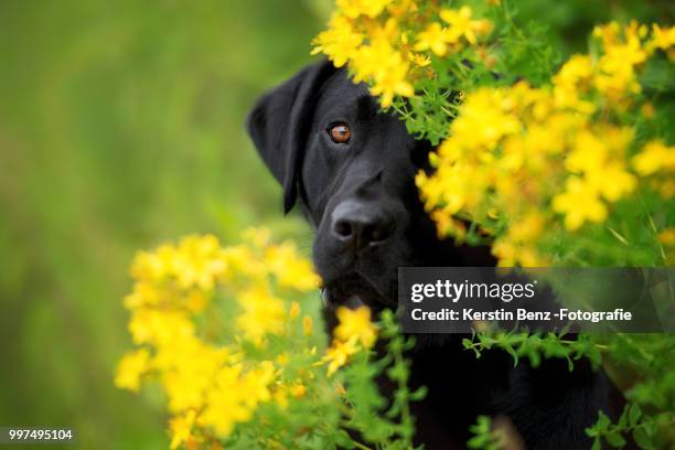 black beauty - black beauty stockfoto's en -beelden