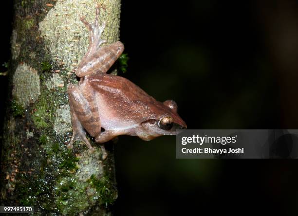 wayand bush frog - tropical bush stockfoto's en -beelden