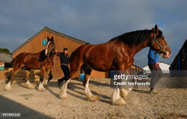 Pair of shire horses are led through the stables during the second day of the 160th Great Yorkshire Show on July 11, 2018 in Harrogate, England....