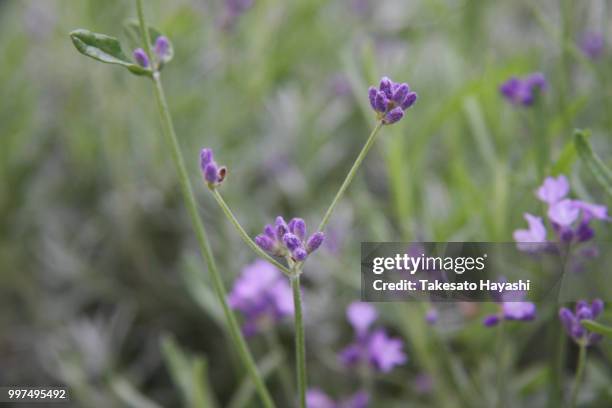 lavandula angustifolia - angustifolia stock pictures, royalty-free photos & images