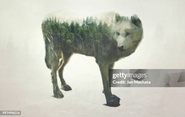 wolf - arctic wolf stock pictures, royalty-free photos & images