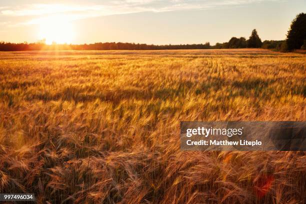 farmers fields at sunset - cevada imagens e fotografias de stock
