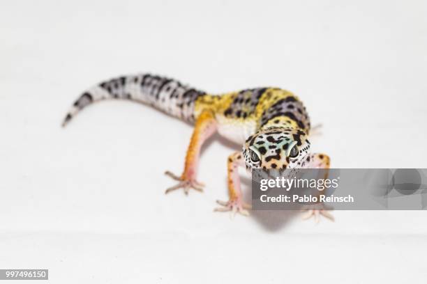 ok take the picture... - leopard gecko stock pictures, royalty-free photos & images