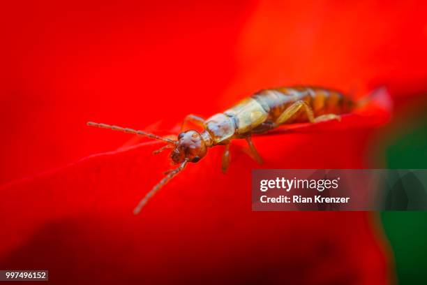 earwig (dermaptera) - earwig imagens e fotografias de stock