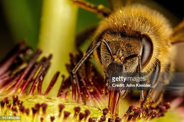 honeybee in a passion flower - passion stock-fotos und bilder