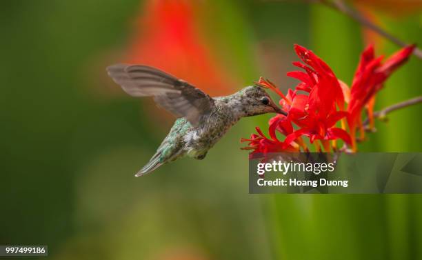 humming bird and crocosmia - humming stock pictures, royalty-free photos & images