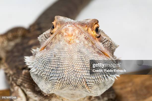 barba de escamas... - frilled lizard stock-fotos und bilder