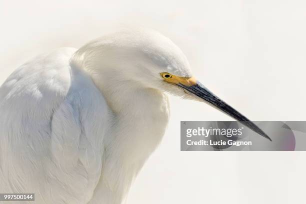 photo by: lucie gagnon - snowy egret stock pictures, royalty-free photos & images