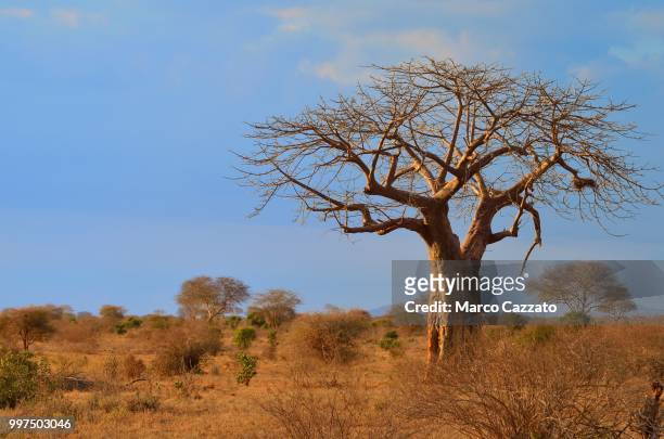 baobab - ngutuni - kenya - baobab tree stock pictures, royalty-free photos & images