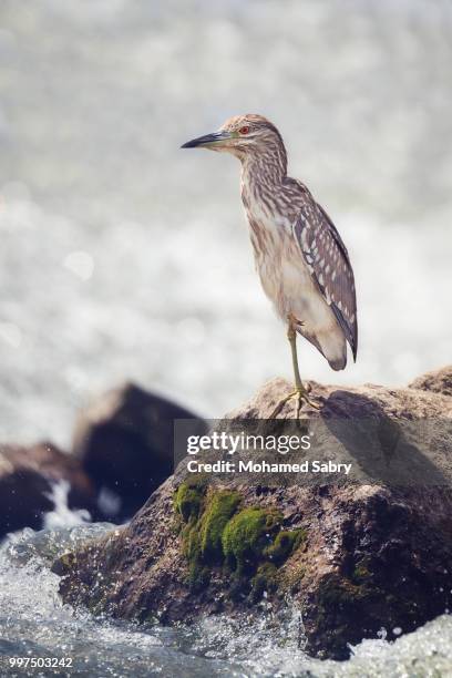 juvenile black crowned night heron - sabry stock pictures, royalty-free photos & images