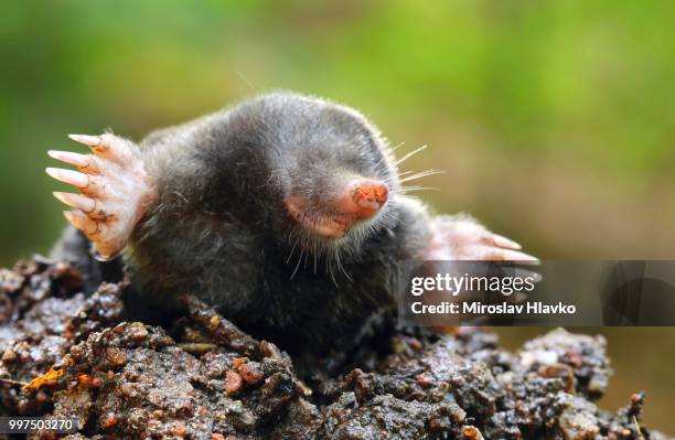 mole talpa europaea - maulwurf stock-fotos und bilder