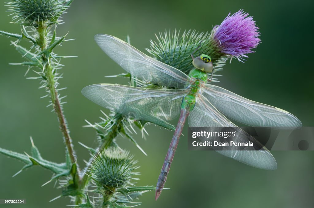 Green Darner